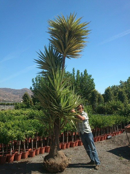 Yucca elephantipes Jewel 400-450 cm