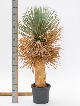 Yucca rostrata 120 cm