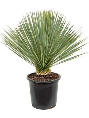 Yucca rostrata D55xH80 cm