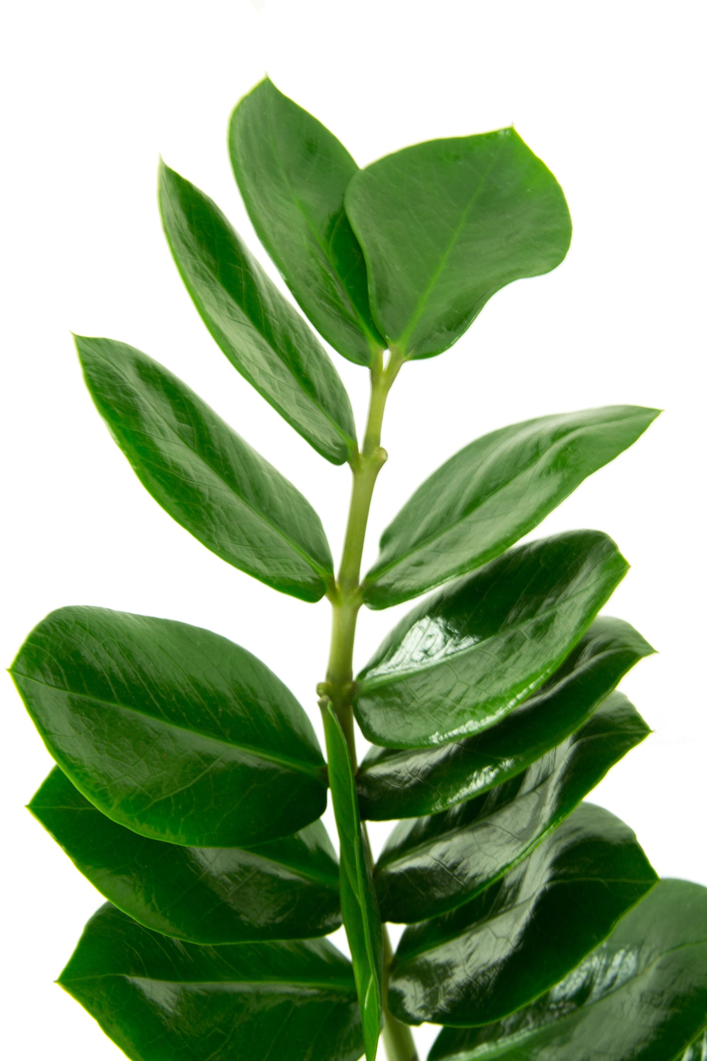 Zamioculcas zamiifolia D50xH100 cm